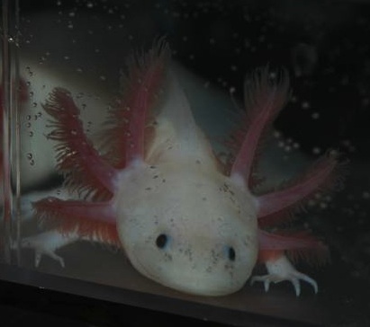 Sayuri
