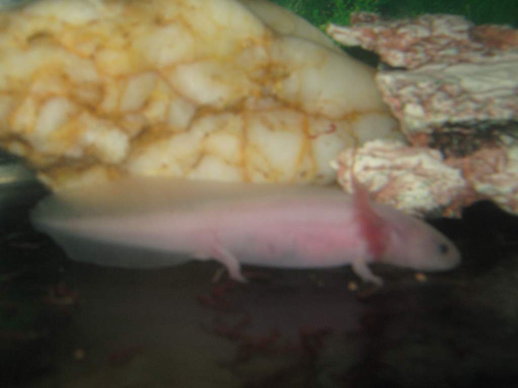 scaler