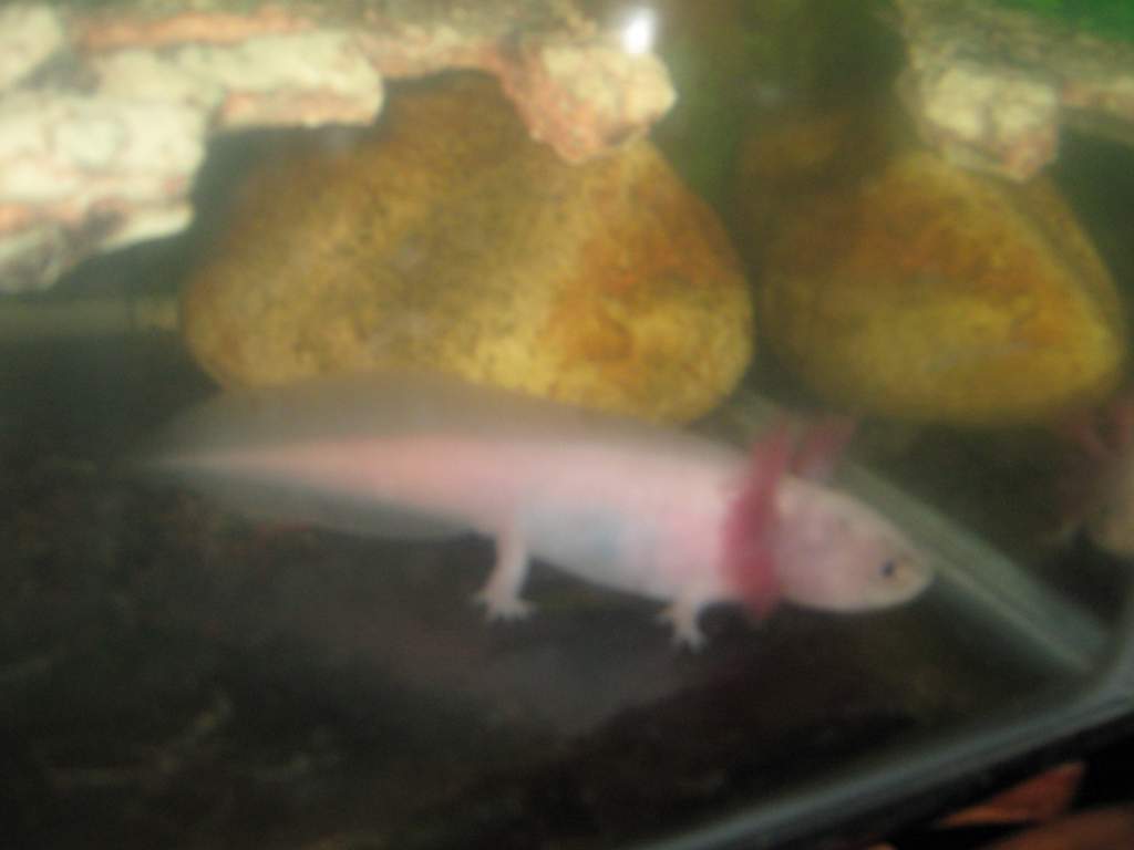 scaler