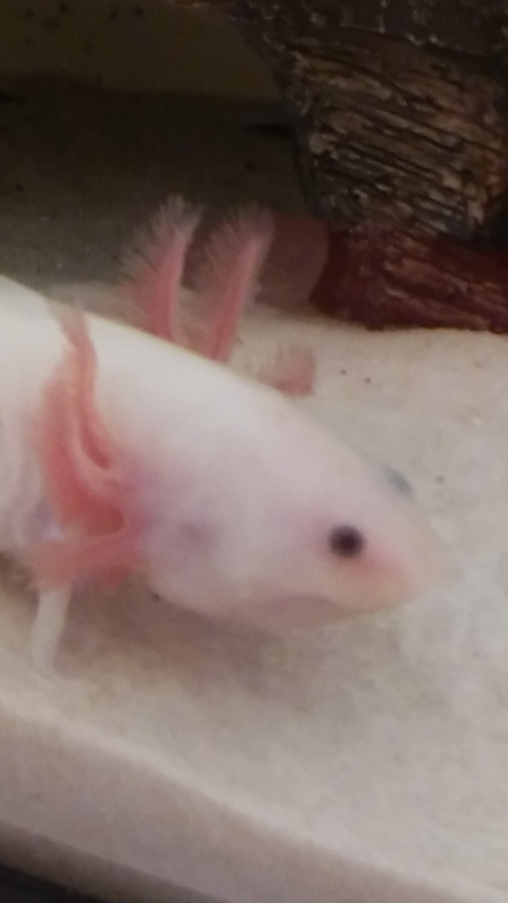 Screenshot 2017 07 26 00 55 16