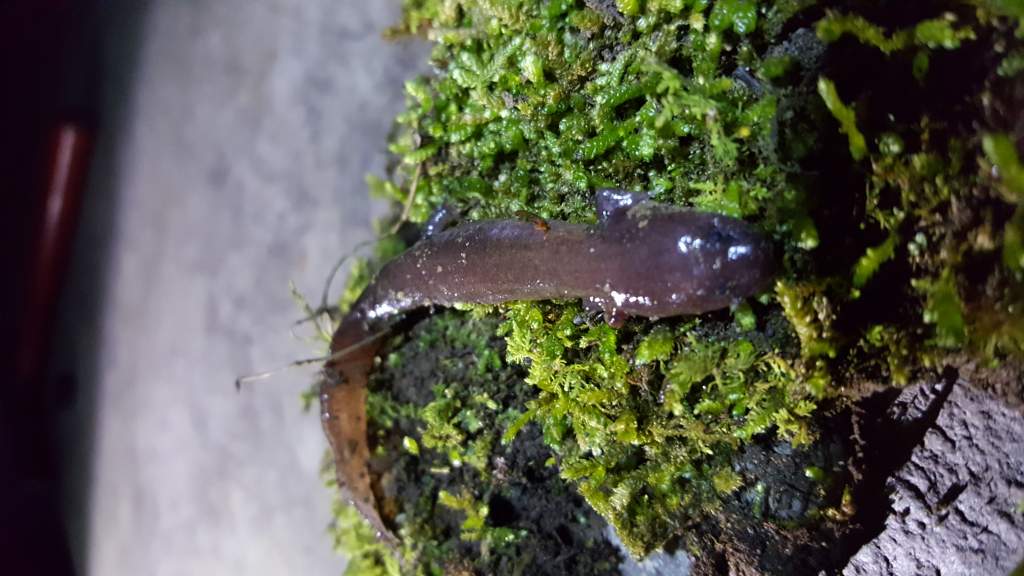 Seal Salamander (Desmognathus monticola)