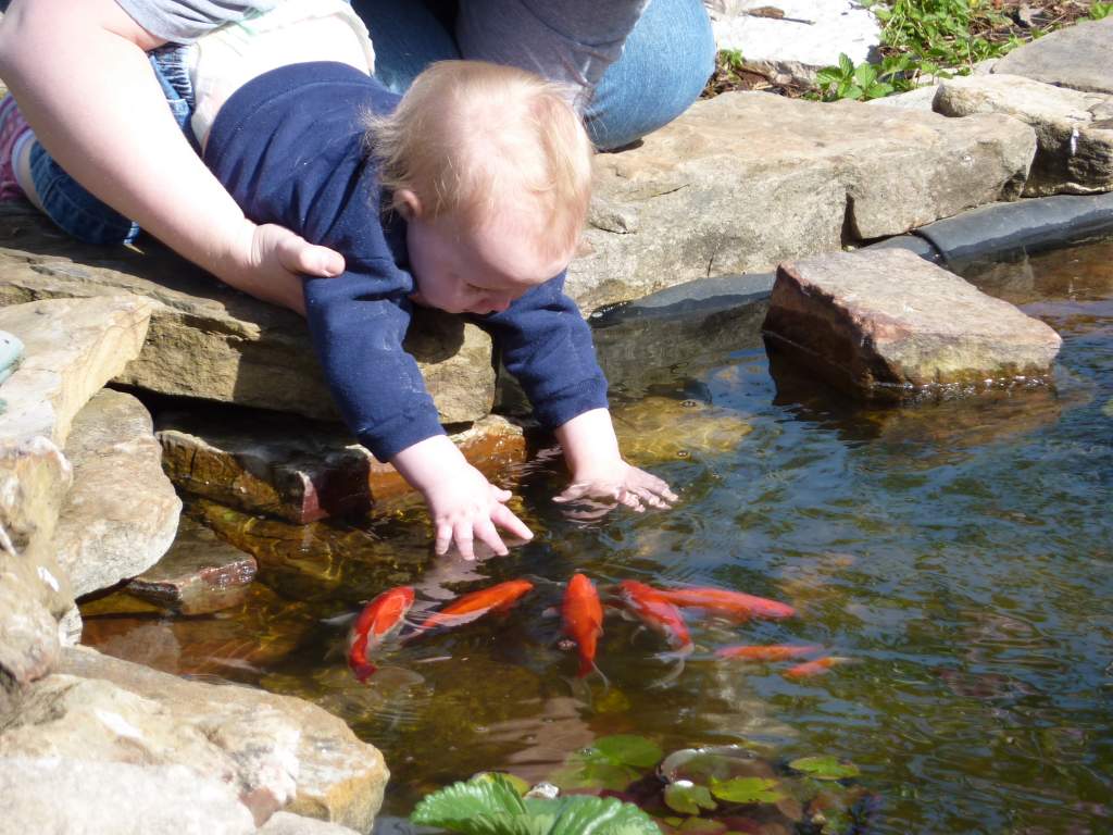 second child playing with the goldfish in the pond I built in the backyard.