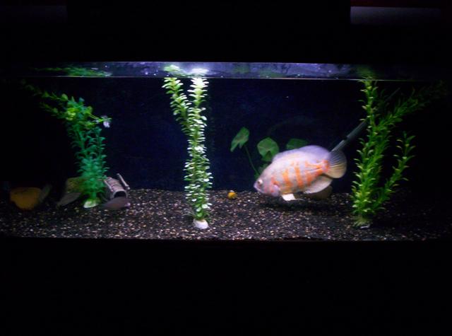 Second Tank