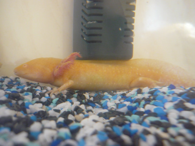 seems to like the filter.
old filter and old tank also
