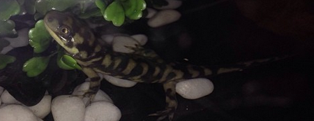 Semi-aquatic Spike.