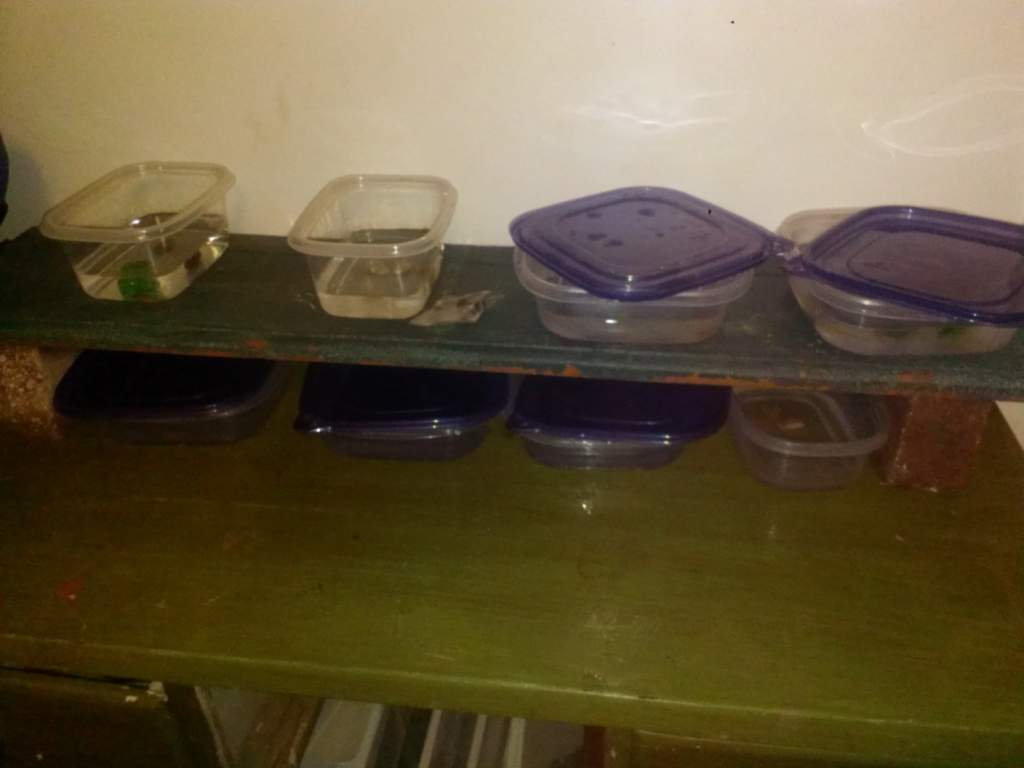 Separated them into smaller containers as gills were being nibbled on. One wild type and one white albino are significantly larger so they were given 