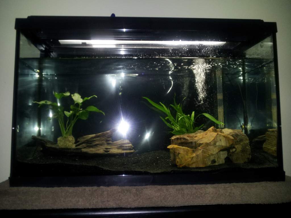 September 15, 2011

Over a week later, the water truly has cleared up: the ornaments and whatnot are now visible. I have deduced that the cloudiness w