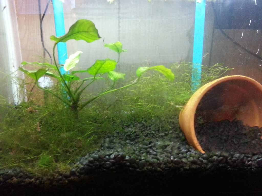 September 18, 2012

No, the glass is not very pretty. This is the cherry shrimp breeding tank wherein the shrimp finally are breeding and are rather p