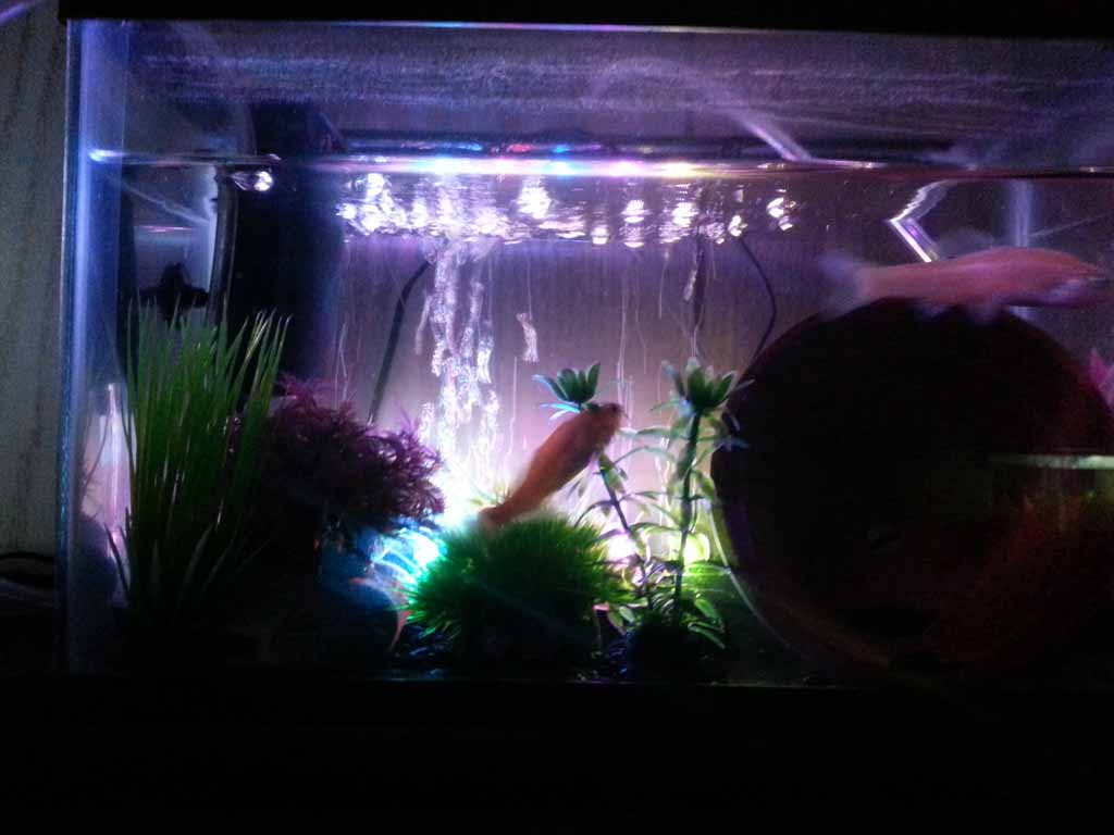 September 18, 2012

No, they are not salamanders nor are they axolotls. They are rosy red minnows. The one to the right, Spaz, survived the terrors of