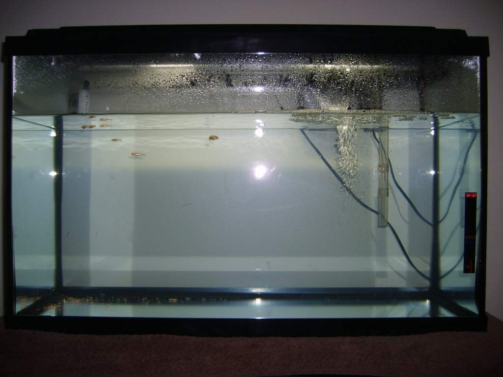 September 3, 2011

This is my 29 Gallon tank prior to its decoration and axolotls. Fish have been added as guinea pigs to ensure the safety of my axol