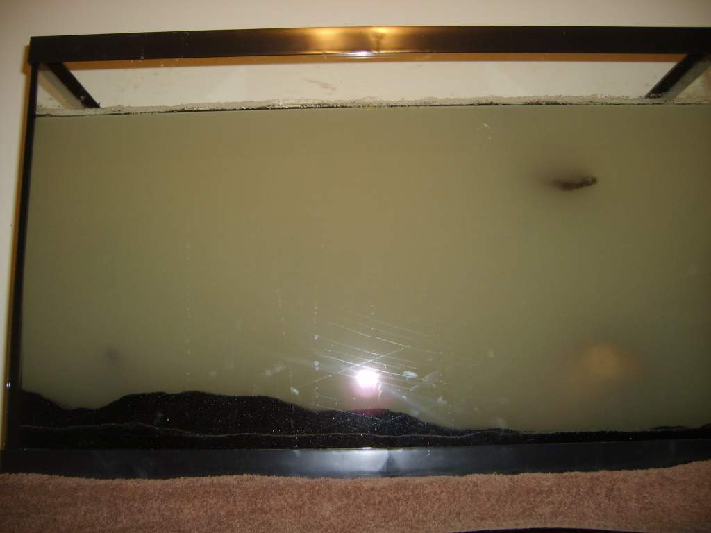 September 5, 2011

...The water was so clear before...

Today my mother and I visited Big Al's to purchase supplies and examine the axolotls they poss