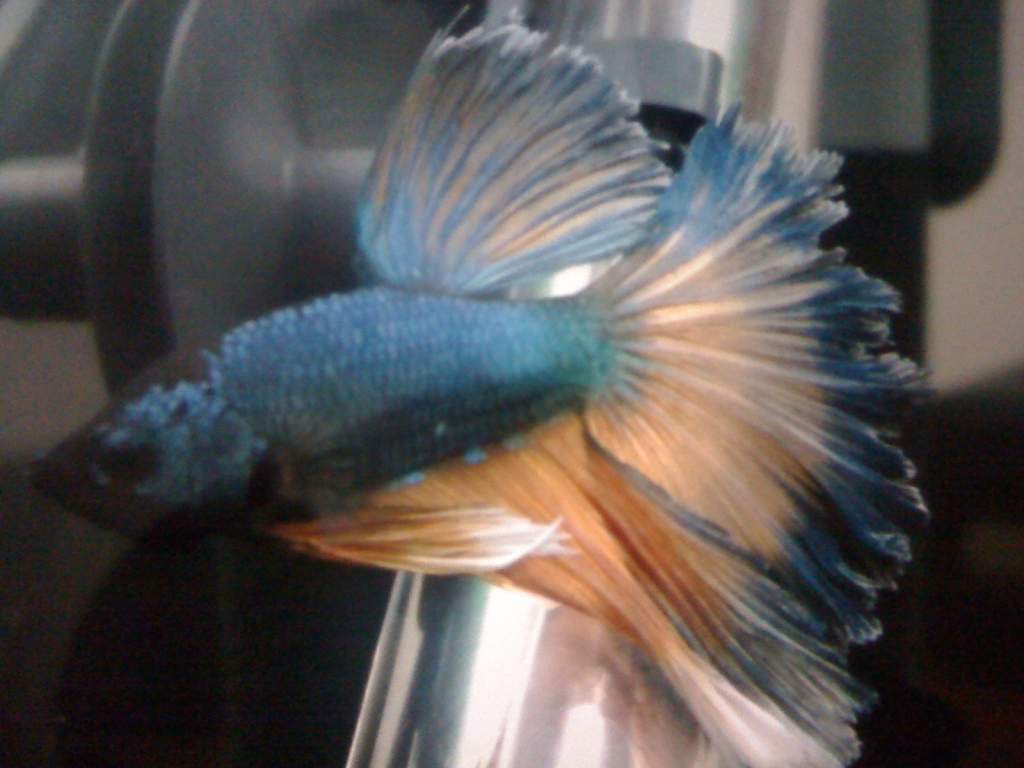 Sergio the Halfmoon Mustard Gas Dragon Male Betta (Phew!)