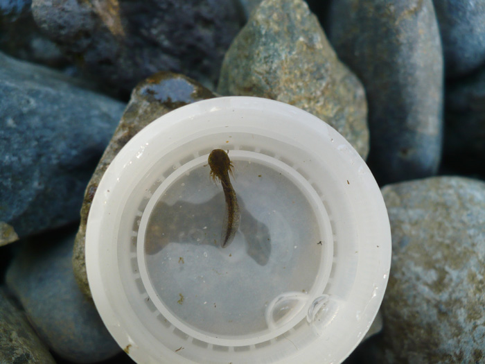 Seth Erickson   Ambystoma gracile