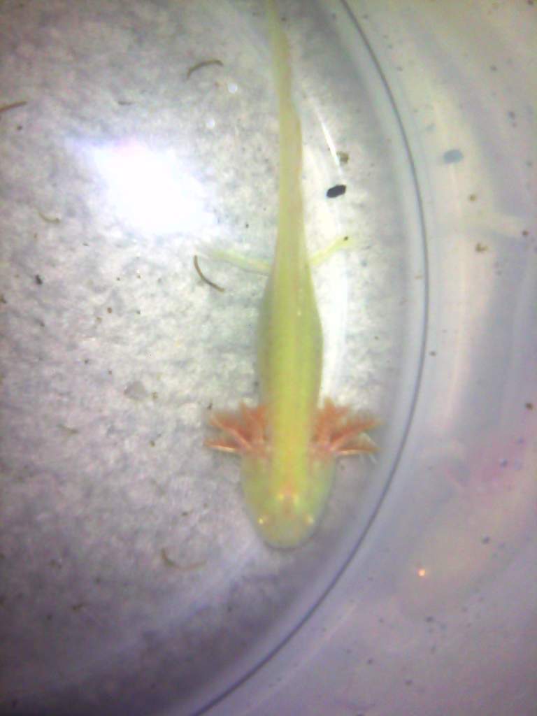 Setting him up for sanctuary, he is about 3-4 inches