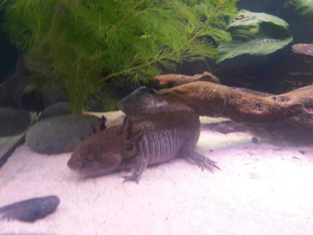 Settling into the 1m tank - loads of space Dingo..Swim boy! Swim!
Ok then stalk!!