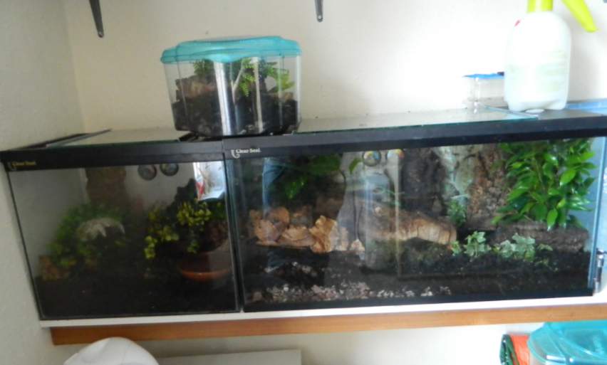 Setups