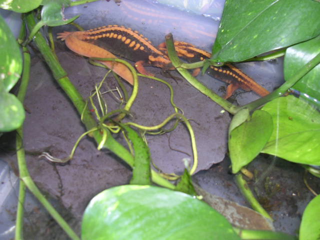 shanjing doing the breeding dance