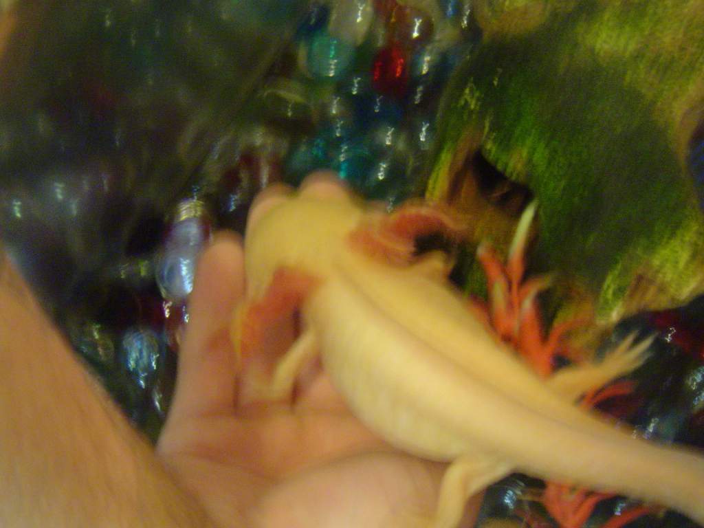 she climbs in my hand sometimes...you have to be very gentle.