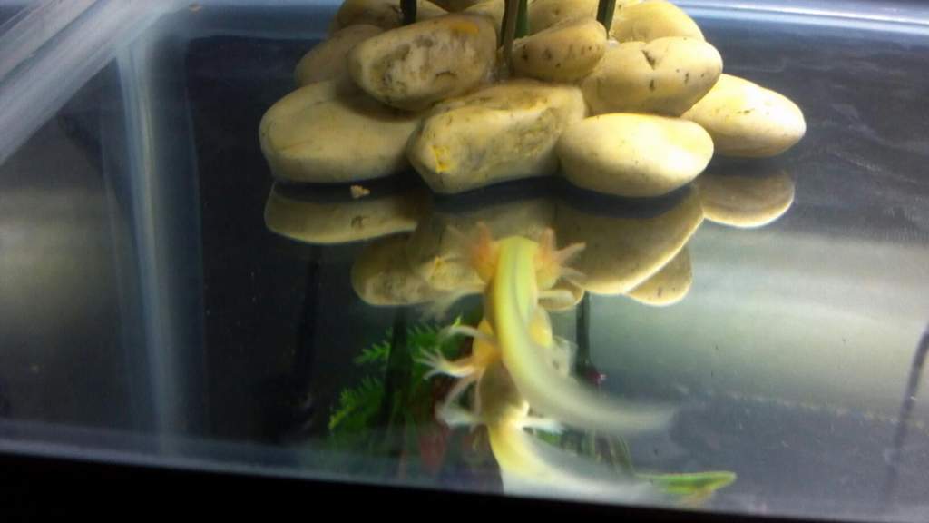 She is really yellow under this light