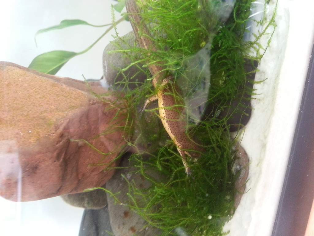 She ripped out all the ug. Now she likes the Java moss. I thought she was sick or dead at first. She was completely upside-down. But she was just tryi