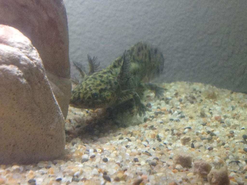 She used to be so shy