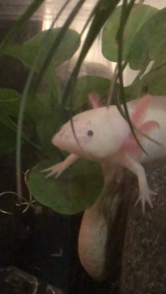 She used to have plants, until she tore them to shreds and made a HUGE mess -_-