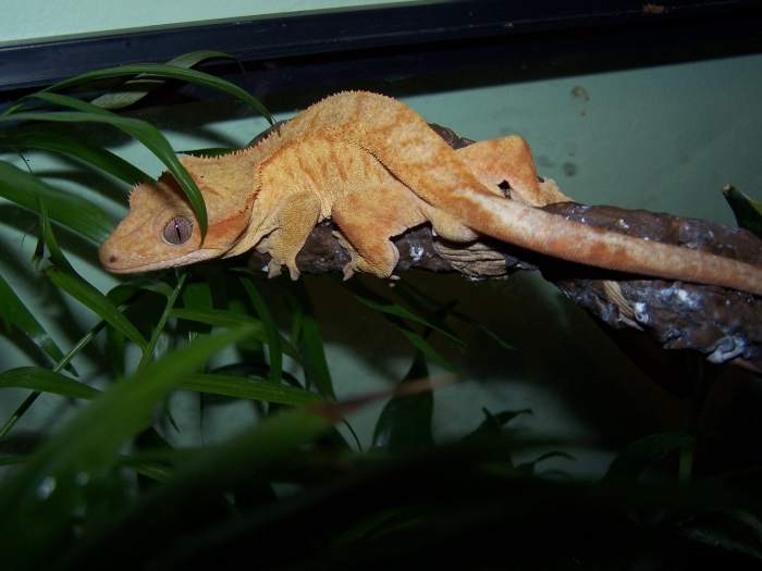 Sherburt is a male red tiger morf crested gecko.