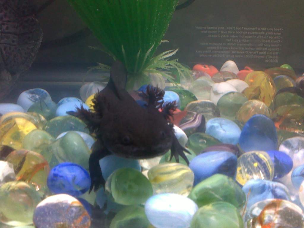 she's so cute, right after i brought her home and completed the floating process.