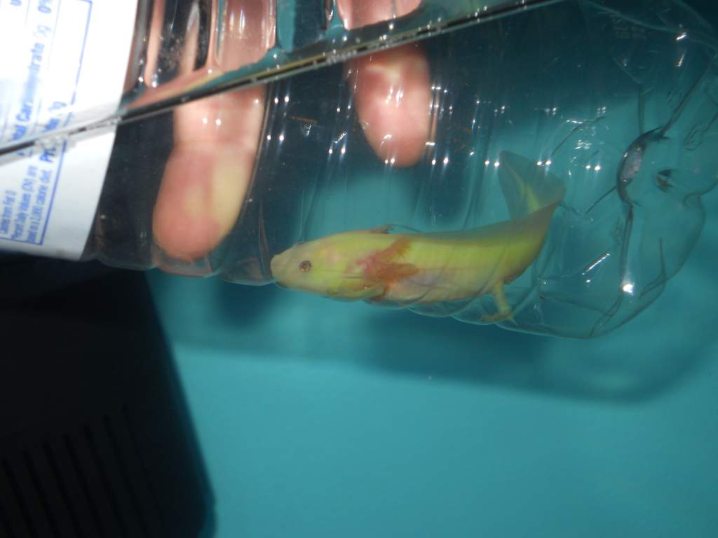 Shipped to me in a water bottle! Seemed odd but it worked out just fine.