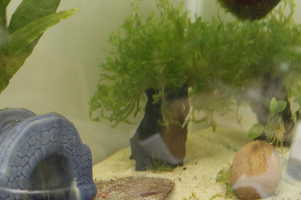 shrimp tank drift wood and pellia tree