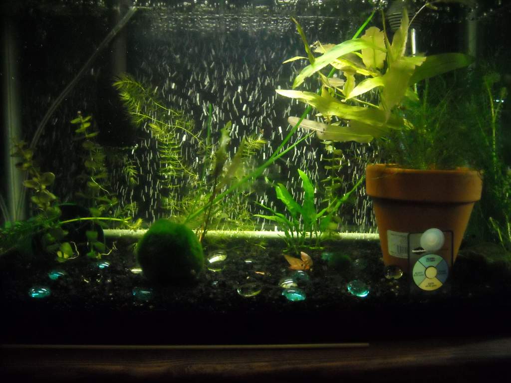 Shrimp Tank