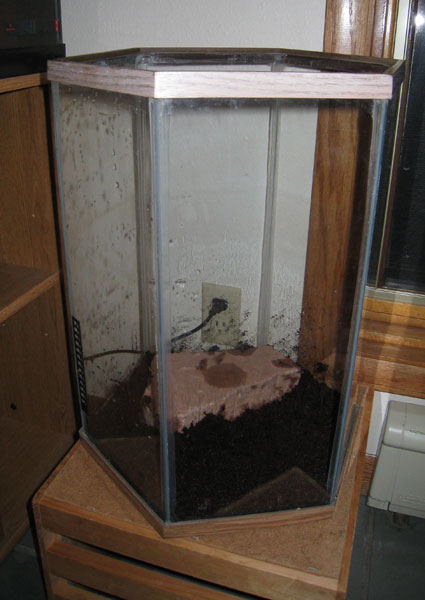 shrimp tank1 - initial layer of dirt, plus the base rock.