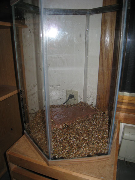 shrimp tank3 - layer of gravel over the dirt.