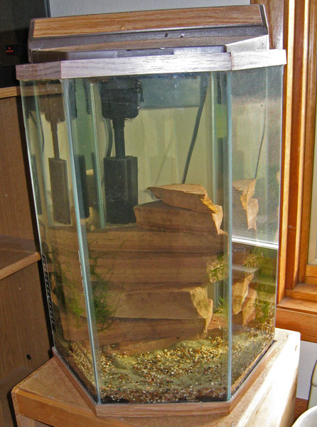 shrimp tank5 - with water.