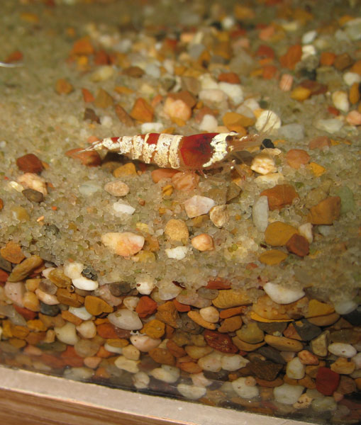 shrimp tank6 - happy shrimp