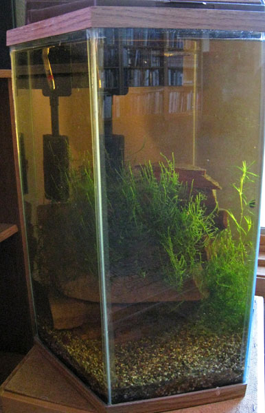 shrimp tank7 - December, about 2 months after initial setup.