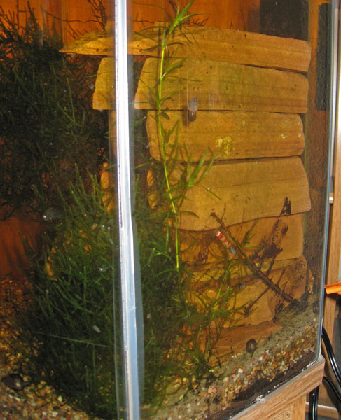 shrimp tank8 - December, about 2 months after initial setup - view of the back of the stack of rocks.
