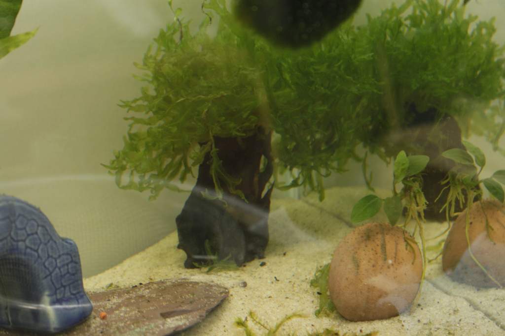 Shrimp