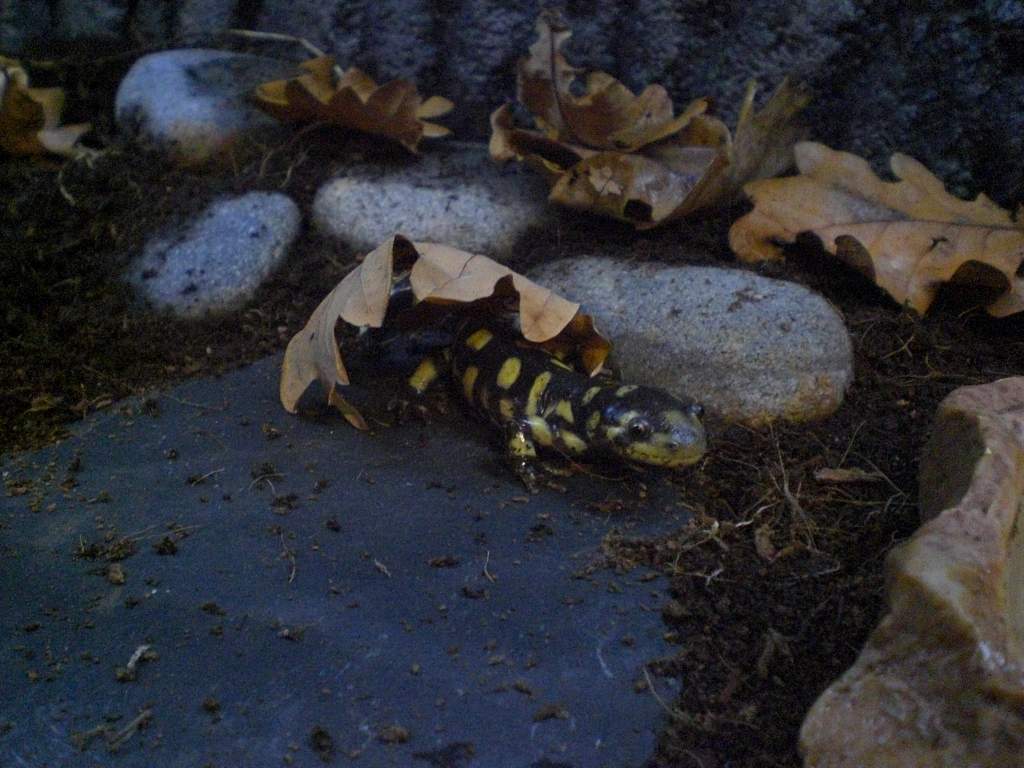 Shroob, hiding, not doing a very good job.
