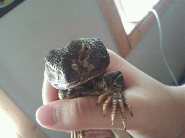 shuji the uromastyx