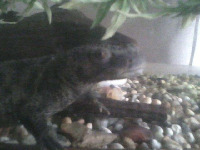 Shuzo stare x3