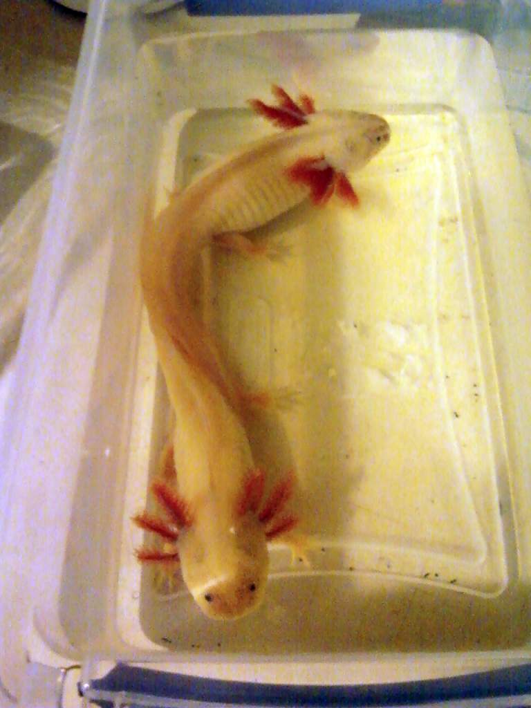 Siamese Lotls :)