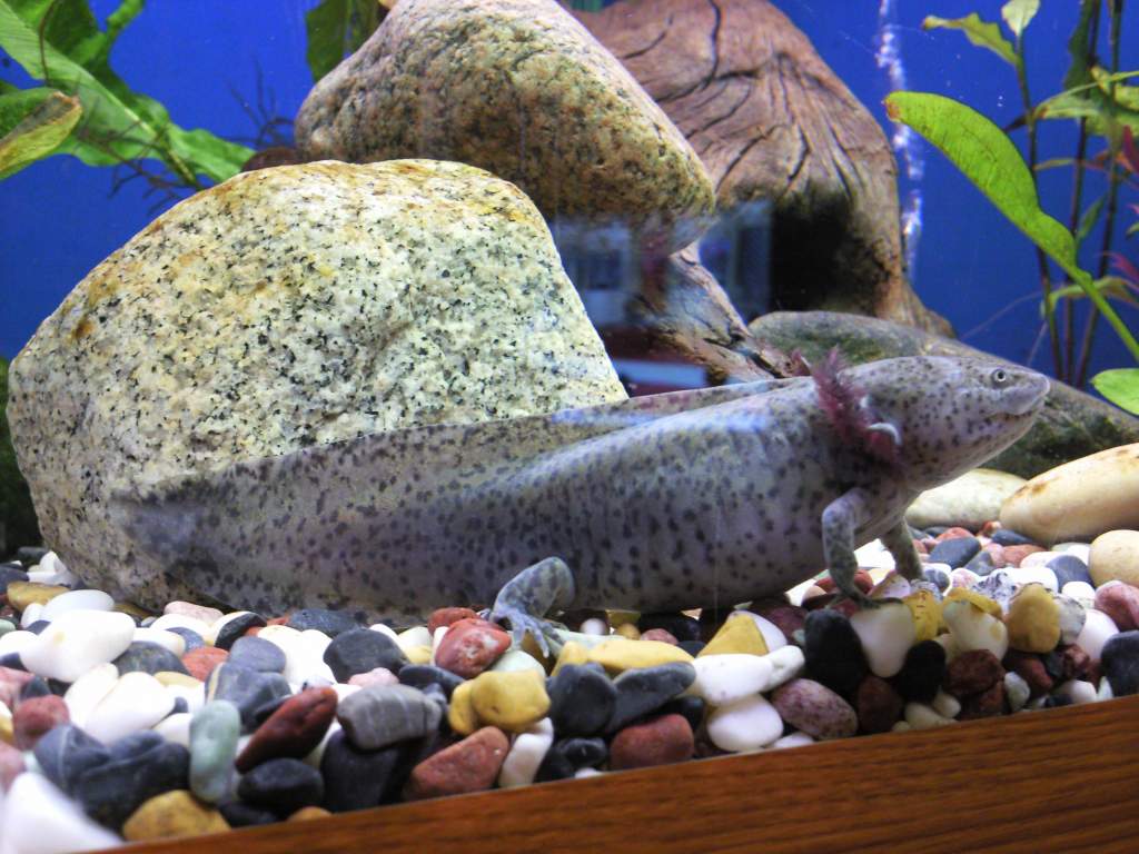 Sick axolotl