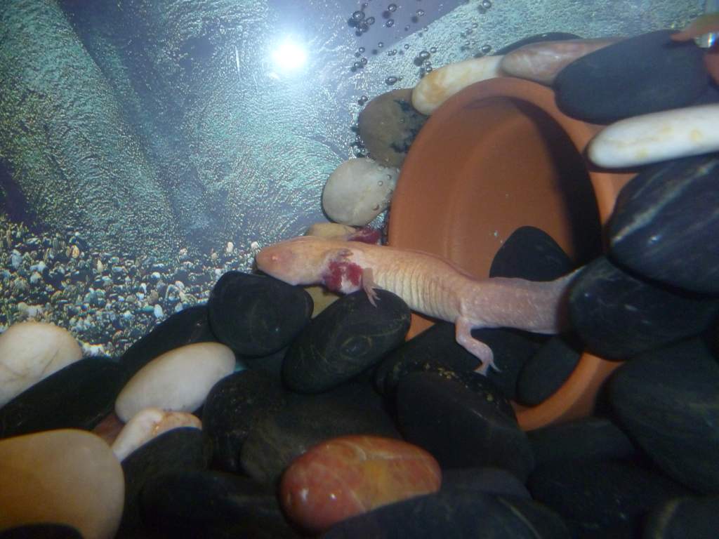 sick axolotle