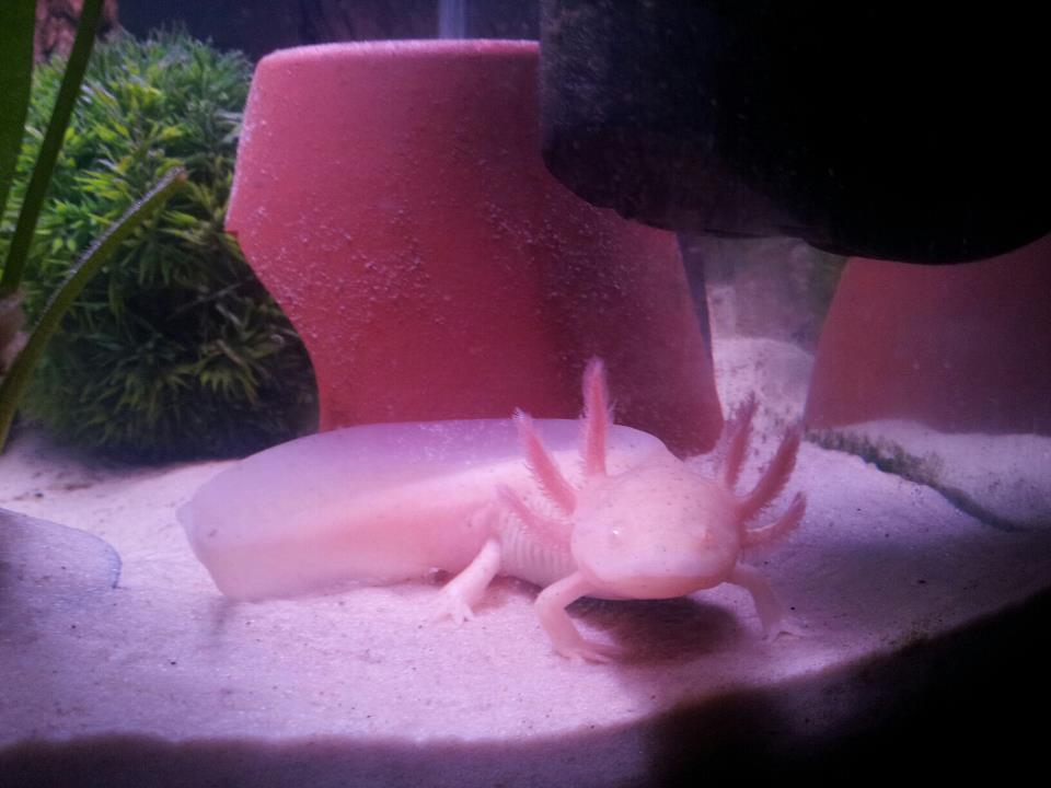 Sid saying hi :)