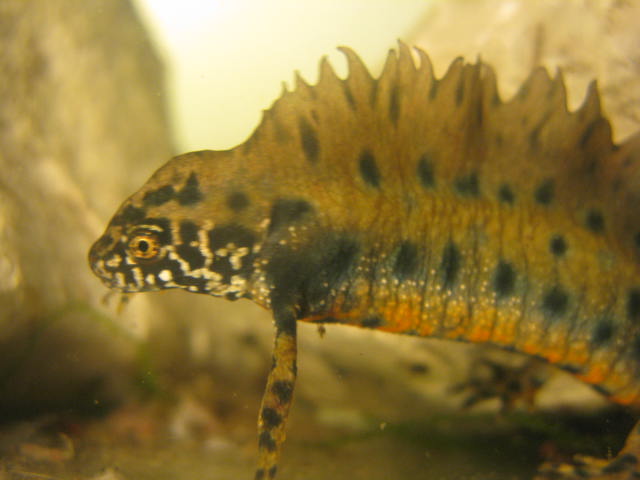 Side Head View