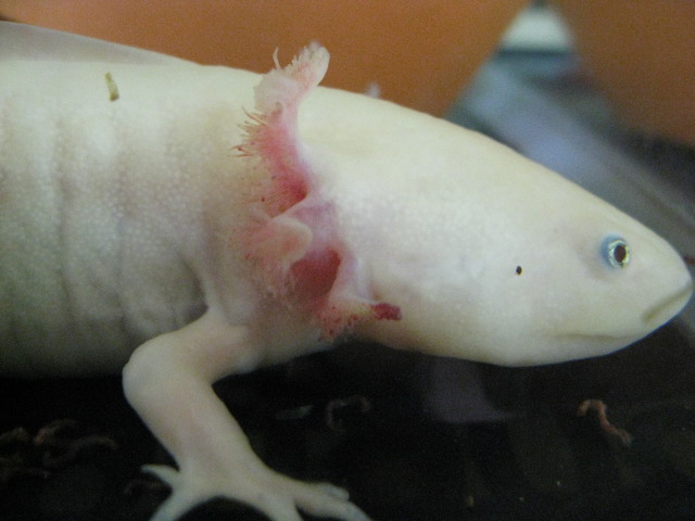 side view of worst gill