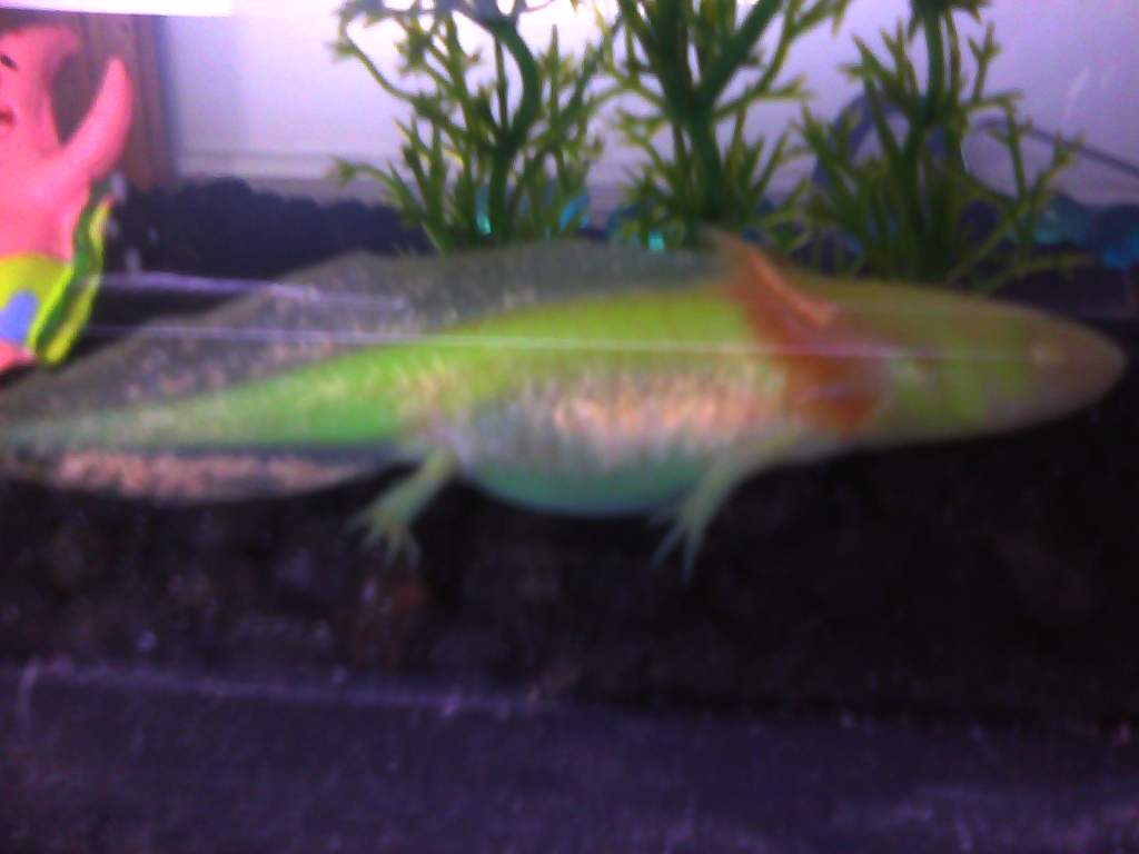 Side view. Some iridescence coming in.