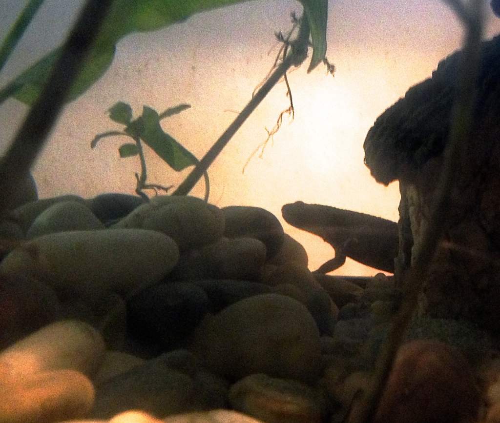 Silhouette of Spanish ribbed newt