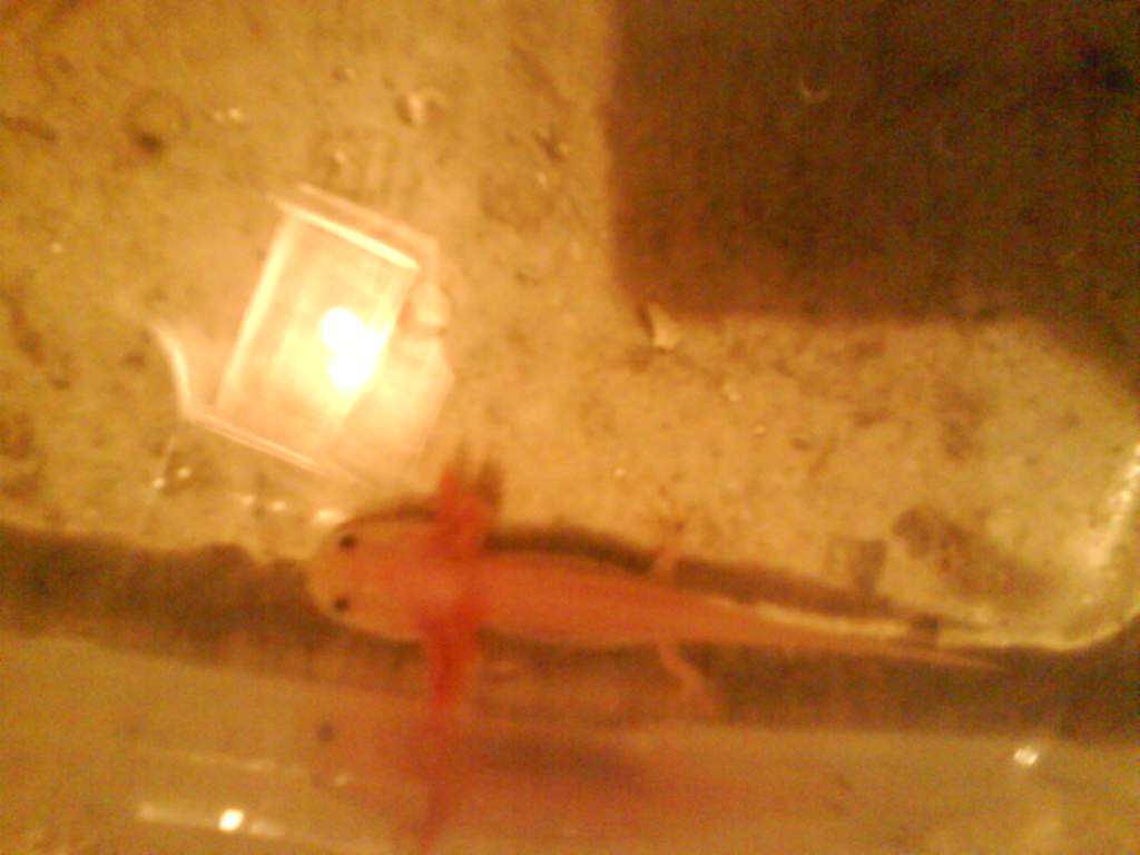 Silkey as a skinny little baby.... Not anymore :)